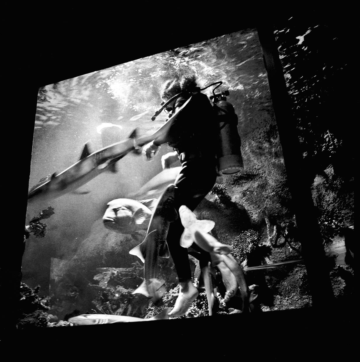 Visible,-Now-aquarium-48