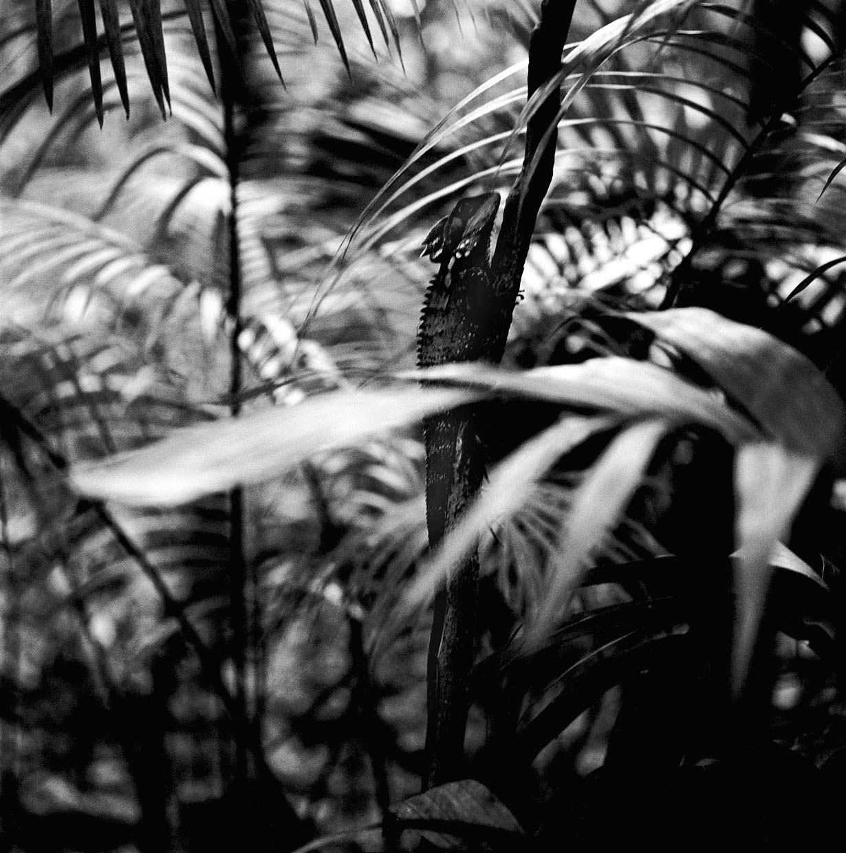 Visible,-Now-rainforest-32