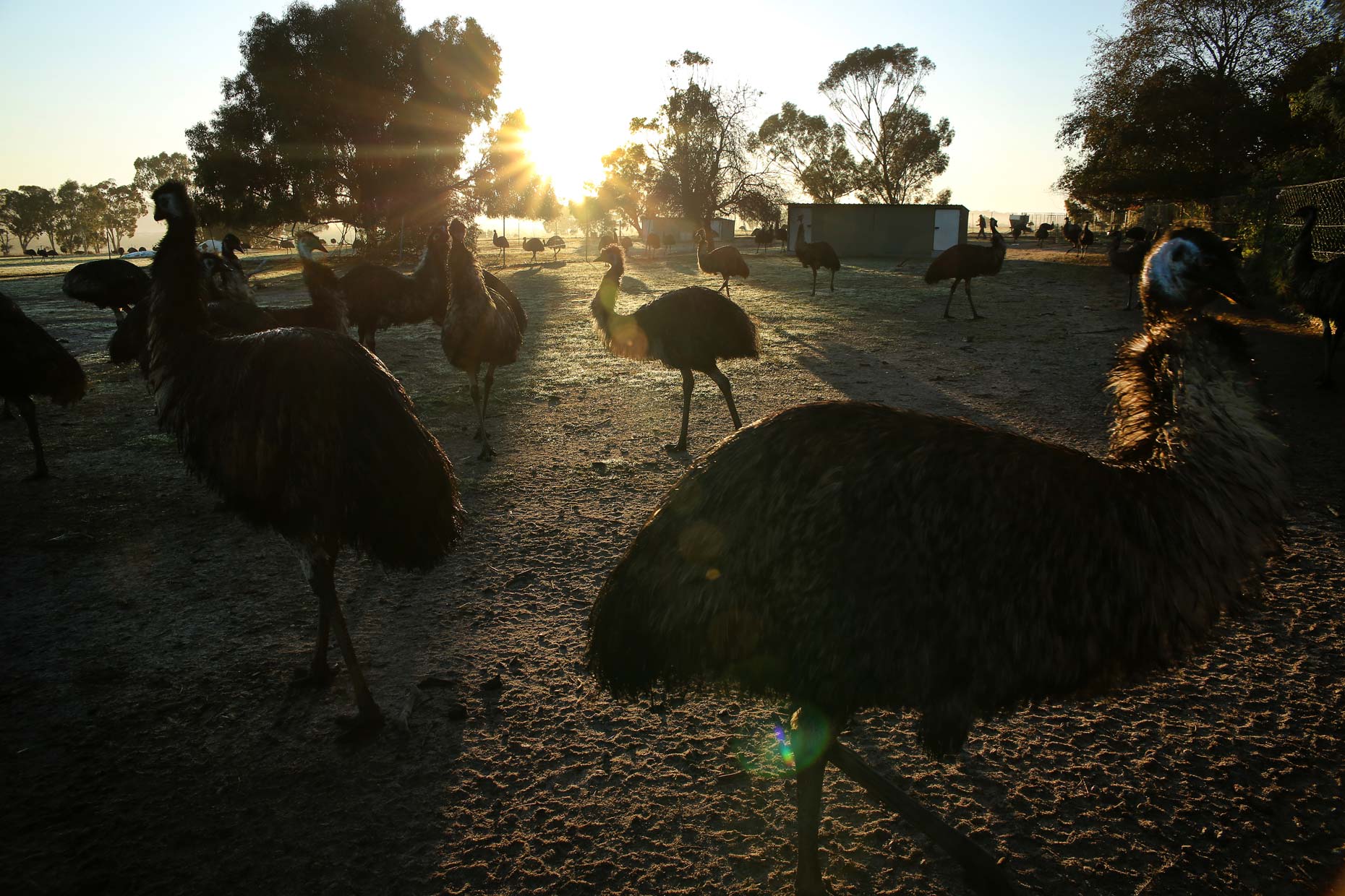 dawn at an emu farming, western australia